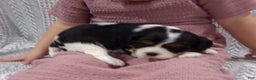 Cavalier King Charles Spaniel dogs for sale: Cavalier King Charles Spaniel Puppy 3 - Ad 2