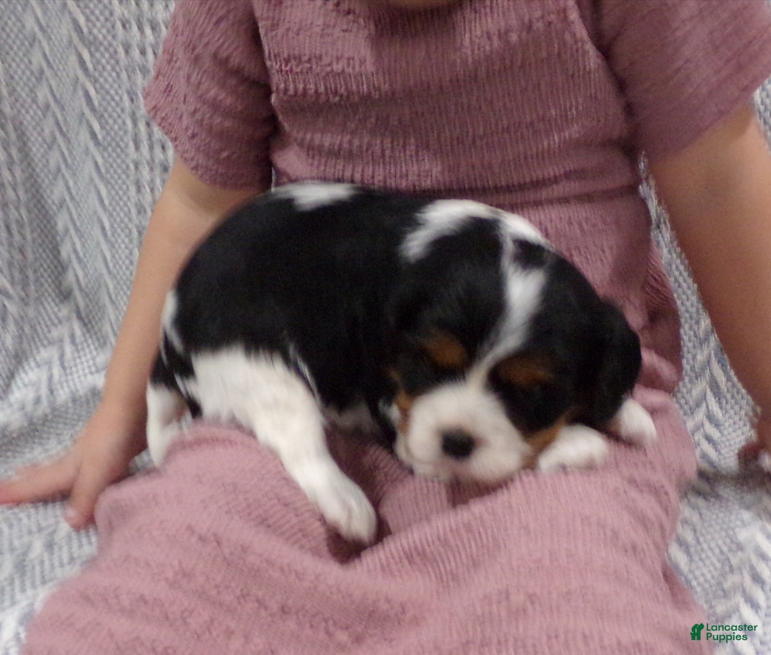 Cavalier King Charles Spaniel dogs for sale: Cavalier King Charles Spaniel Puppy 3 - Ad 2
