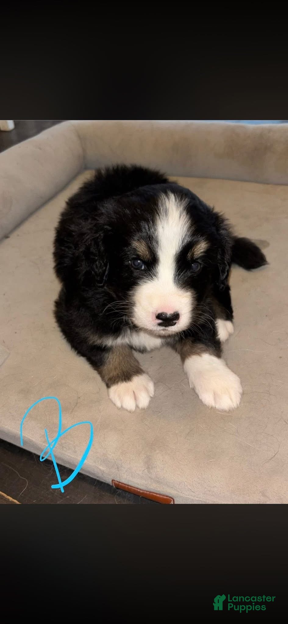 Mixed Breed dogs for sale: Mixed Breed Puppy 2 - Ad 1