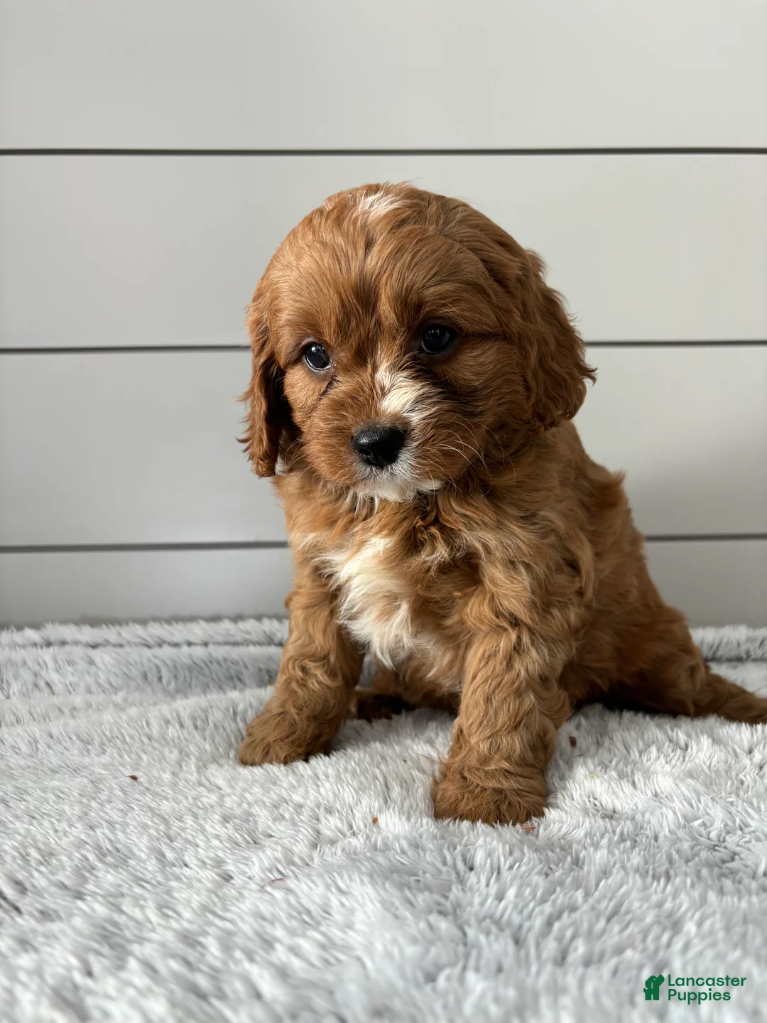 Cavapoo dogs for sale: Lily  - Ad 3