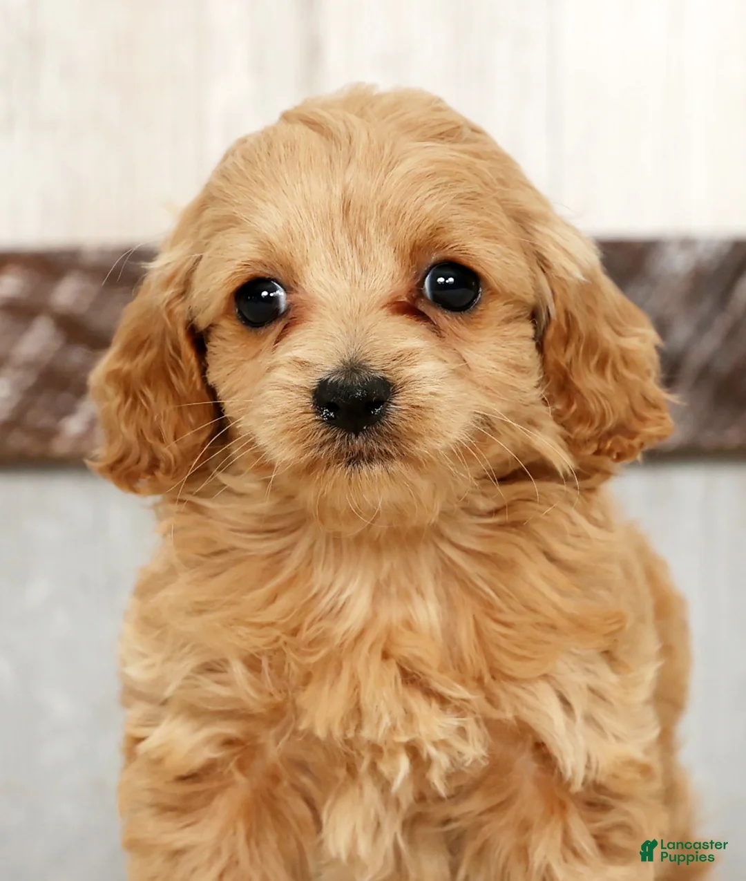 Cockapoo dogs for sale: Heidi - Ad 9