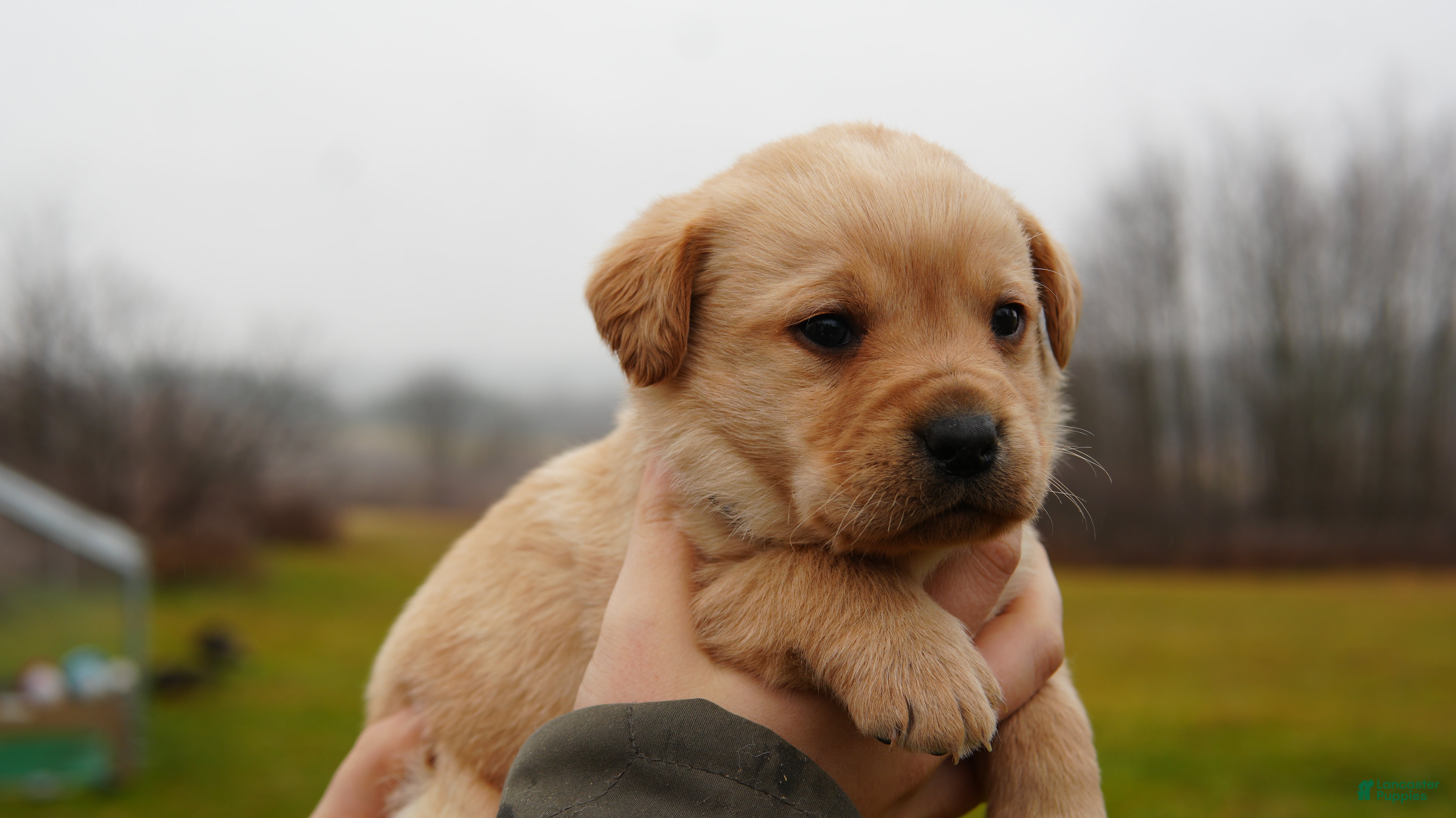 Labrador Retriever dogs Turbo - Ad 4