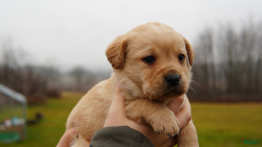 Labrador Retriever dogs for sale: Turbo - Ad 1