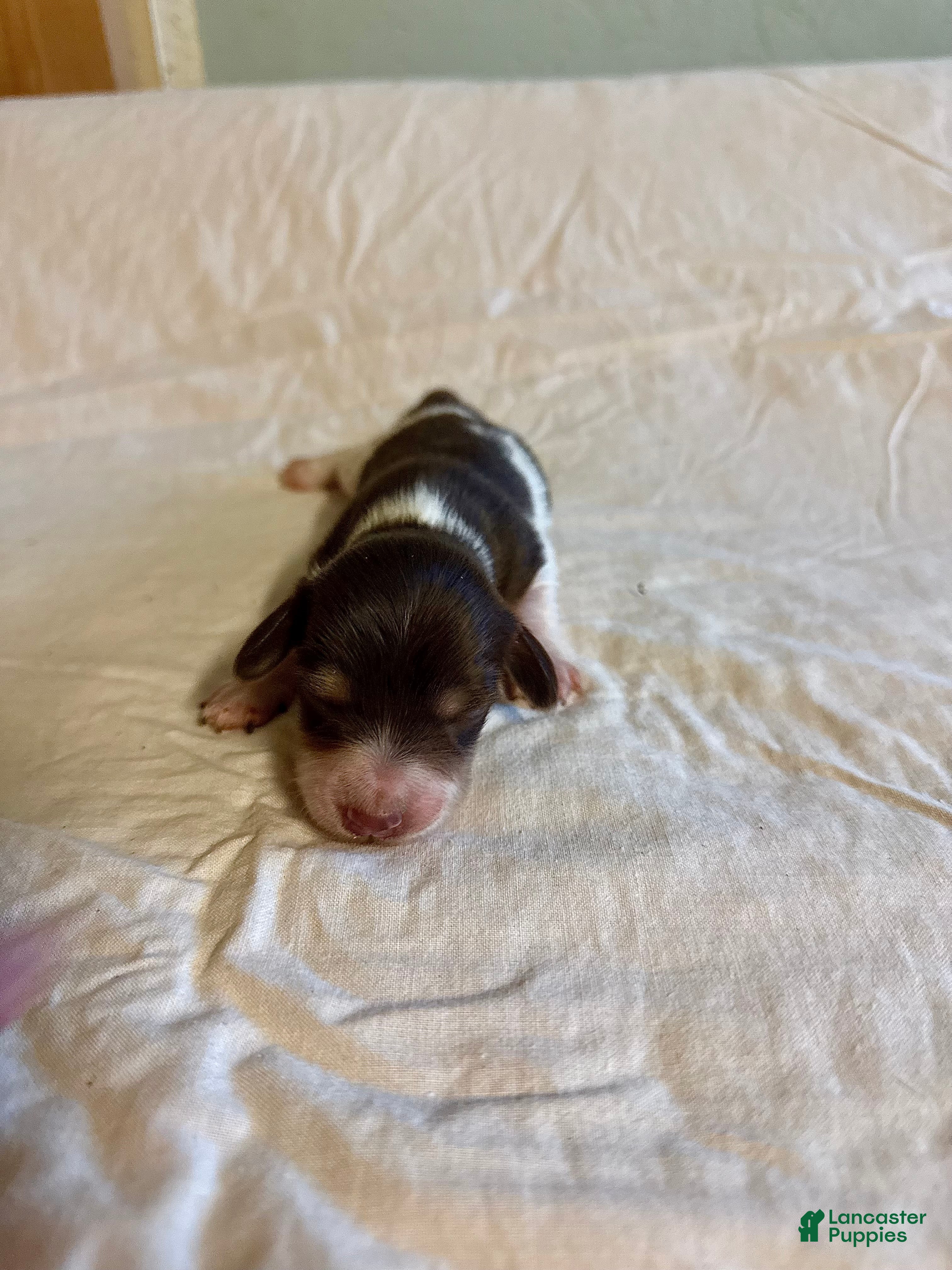 Dachshund dogs Lane  - Ad 1