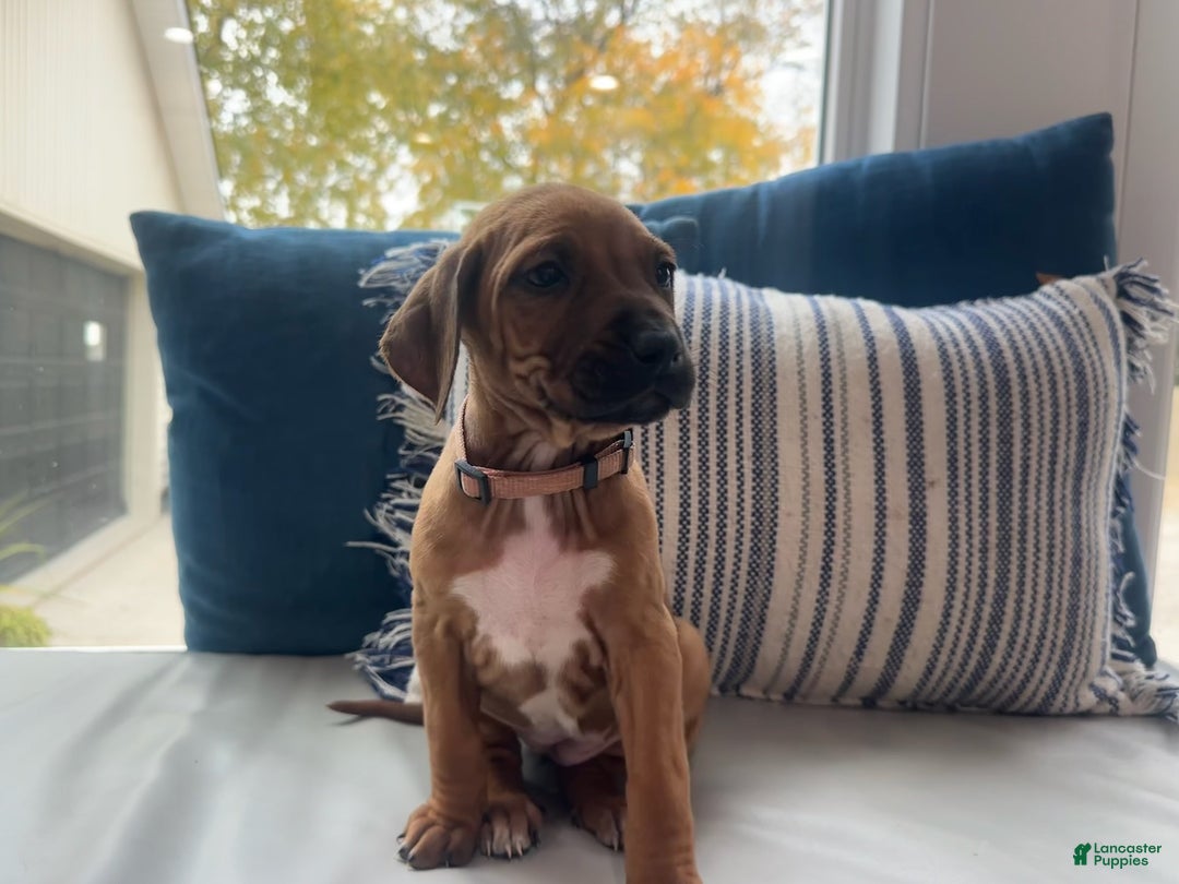 Rhodesian Ridgeback dogs for sale: "JELLYBEAN" AKC RHODESIAN RIDGEBACK - Ad 12
