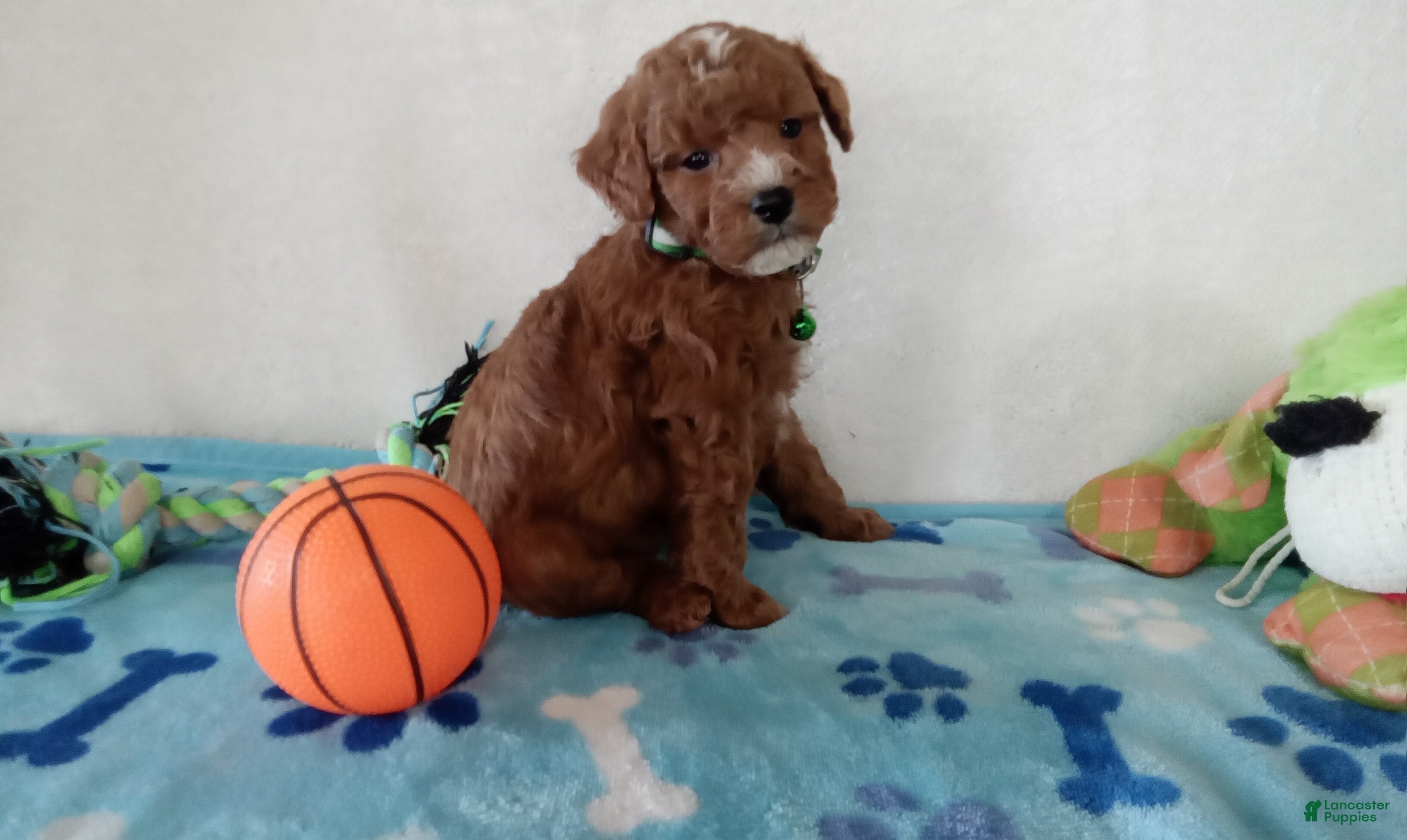 Cavapoo dogs Petey  - Ad 2