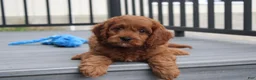 Cavapoo dogs for sale: Major  - Ad 8