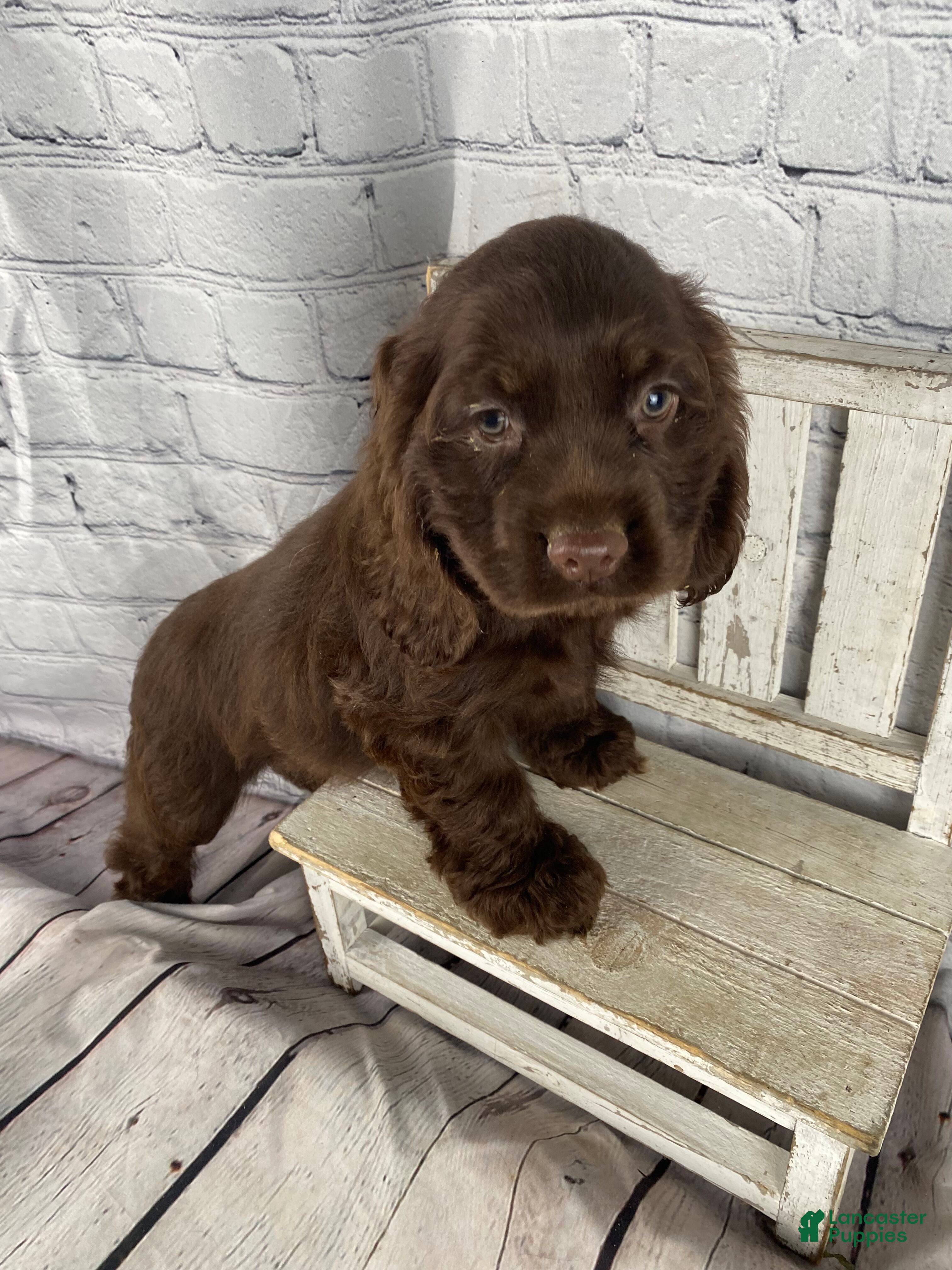 Cocker Spaniel dogs Copper - Ad 2