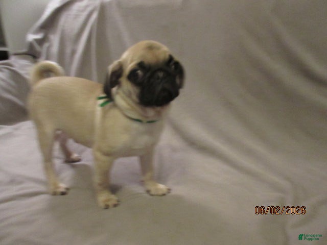 Pug dogs for sale: Pug Puppy 2 - Ad 6