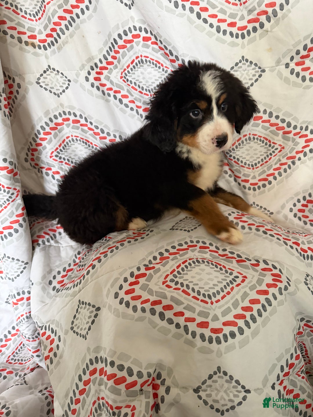 Bernese Mountain Dog dogs for sale: Bernese Mountain Dog Puppy 2 - Ad 1