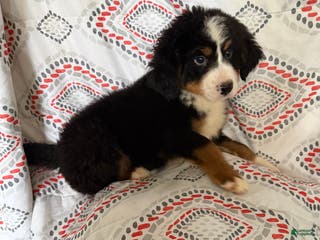 Bernese Mountain Dog dogs Bernese Mountain Dog Puppy 2 - Ad 2