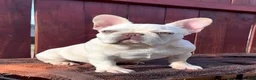 French Bulldog dogs for stud: Casper  - Ad 1