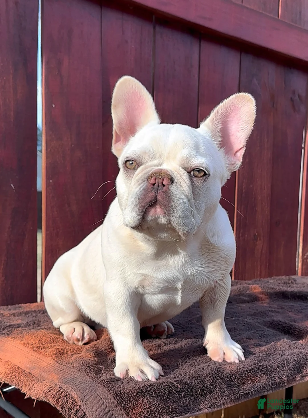French Bulldog dogs for stud: Casper  - Ad 1