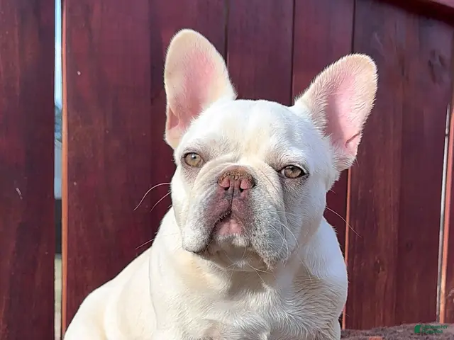 French Bulldog dogs for stud: Casper - Ad 2