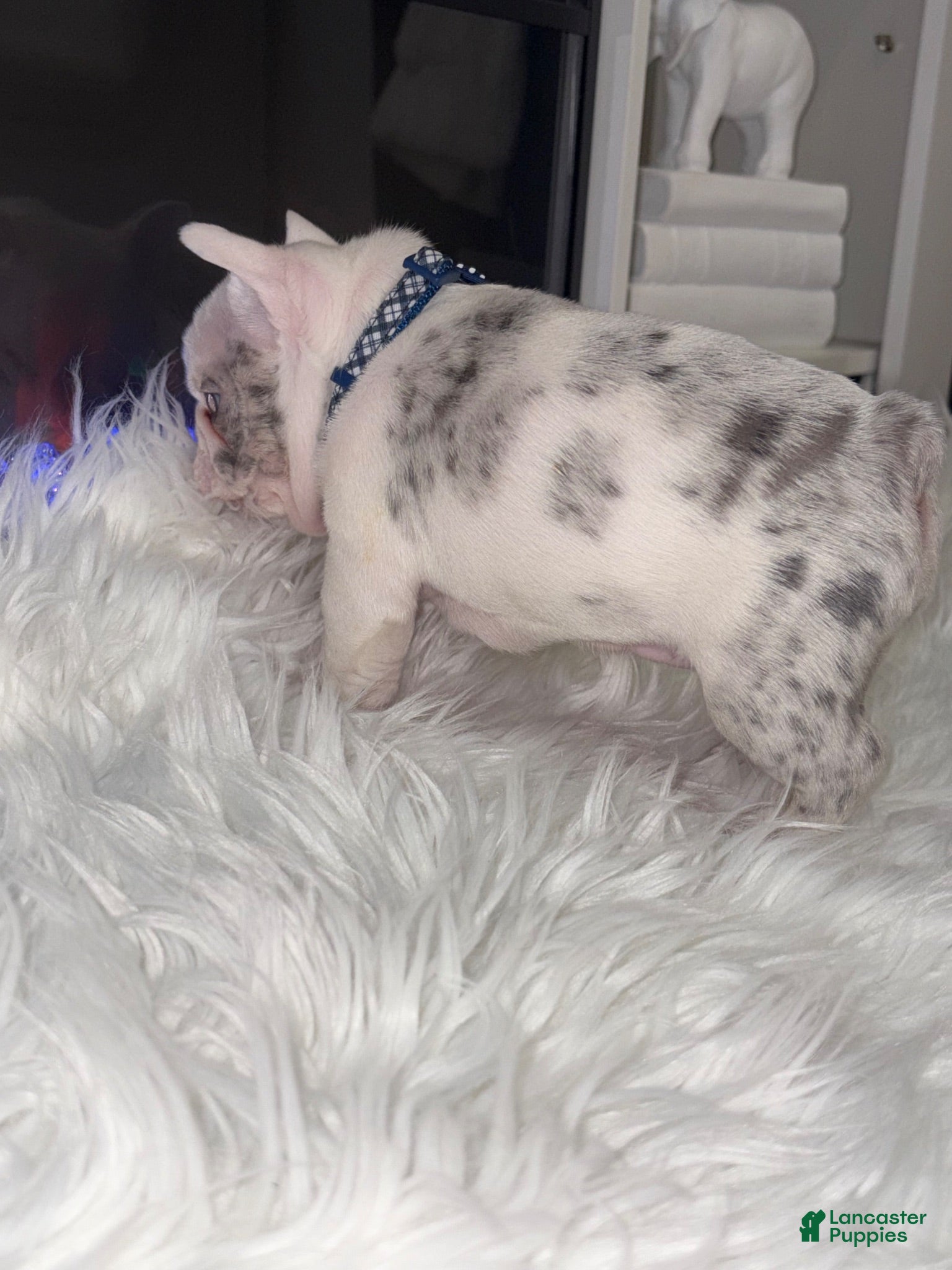 French Bulldog dogs Rylo - Ad 2