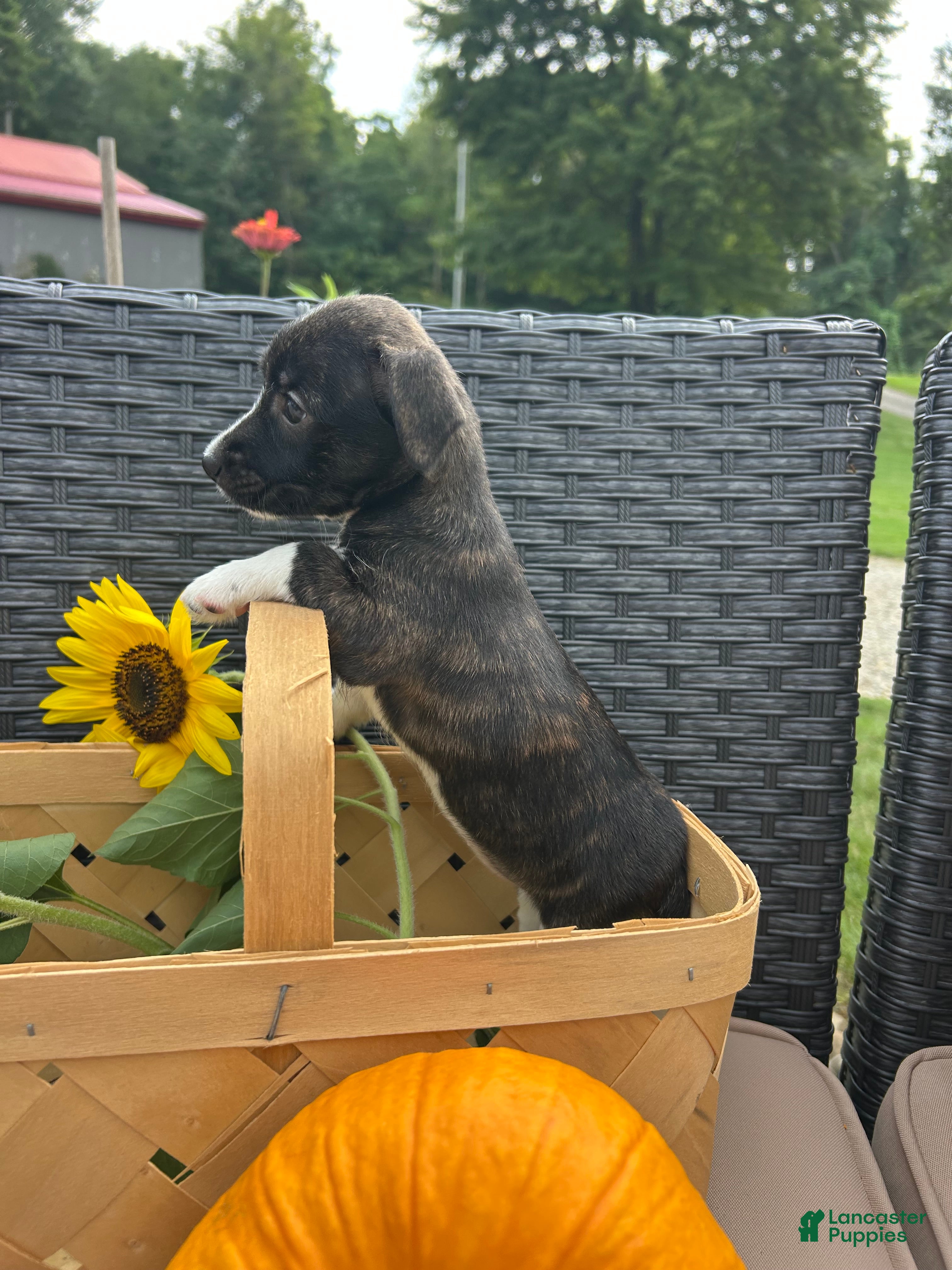Jack Russell Terrier dogs Teddy - Ad 40