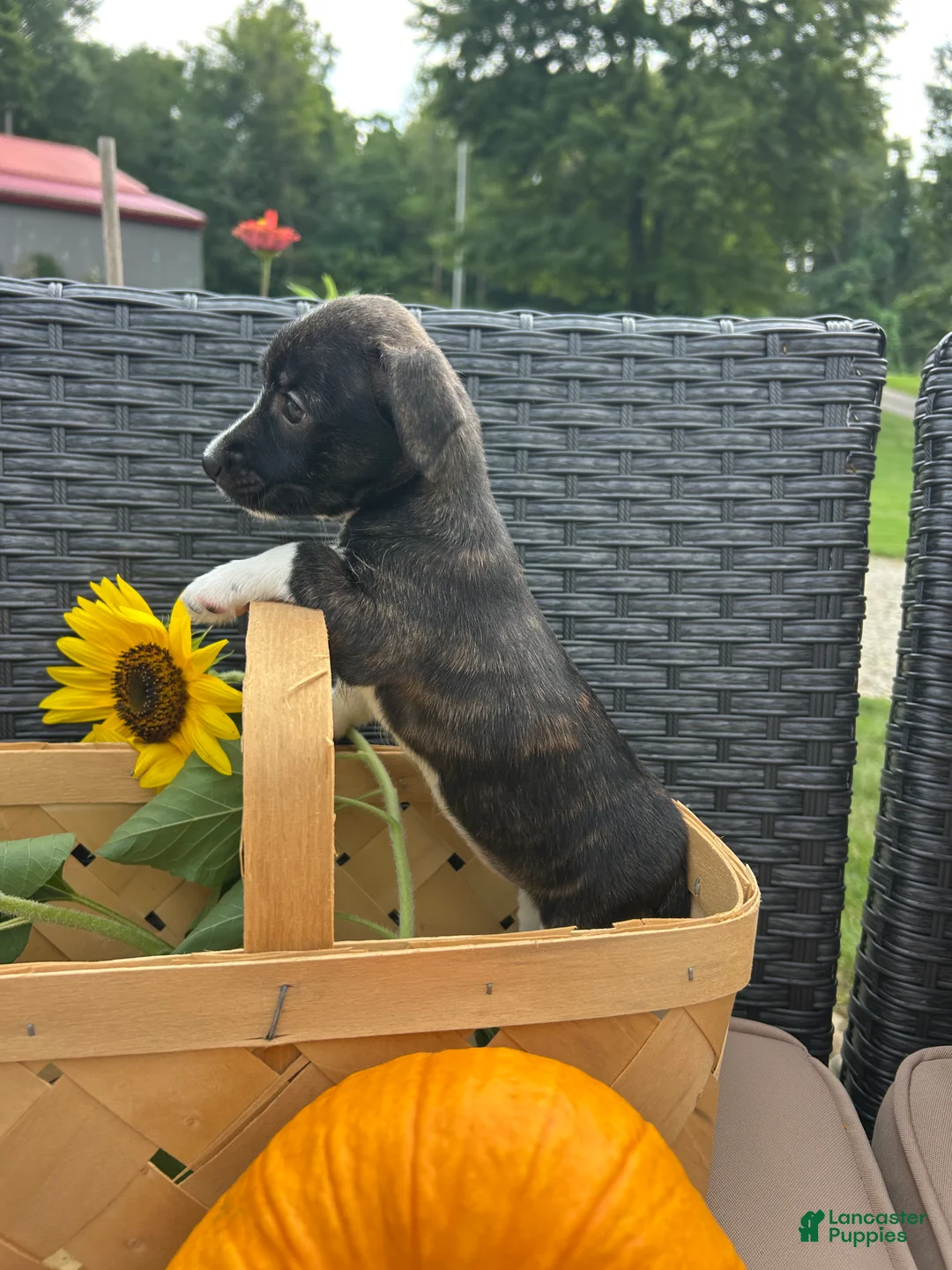 Jack Russell Terrier dogs for sale: Teddy - Ad 1