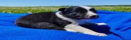 Border Collie dogs for sale: Finnley  - Ad 18