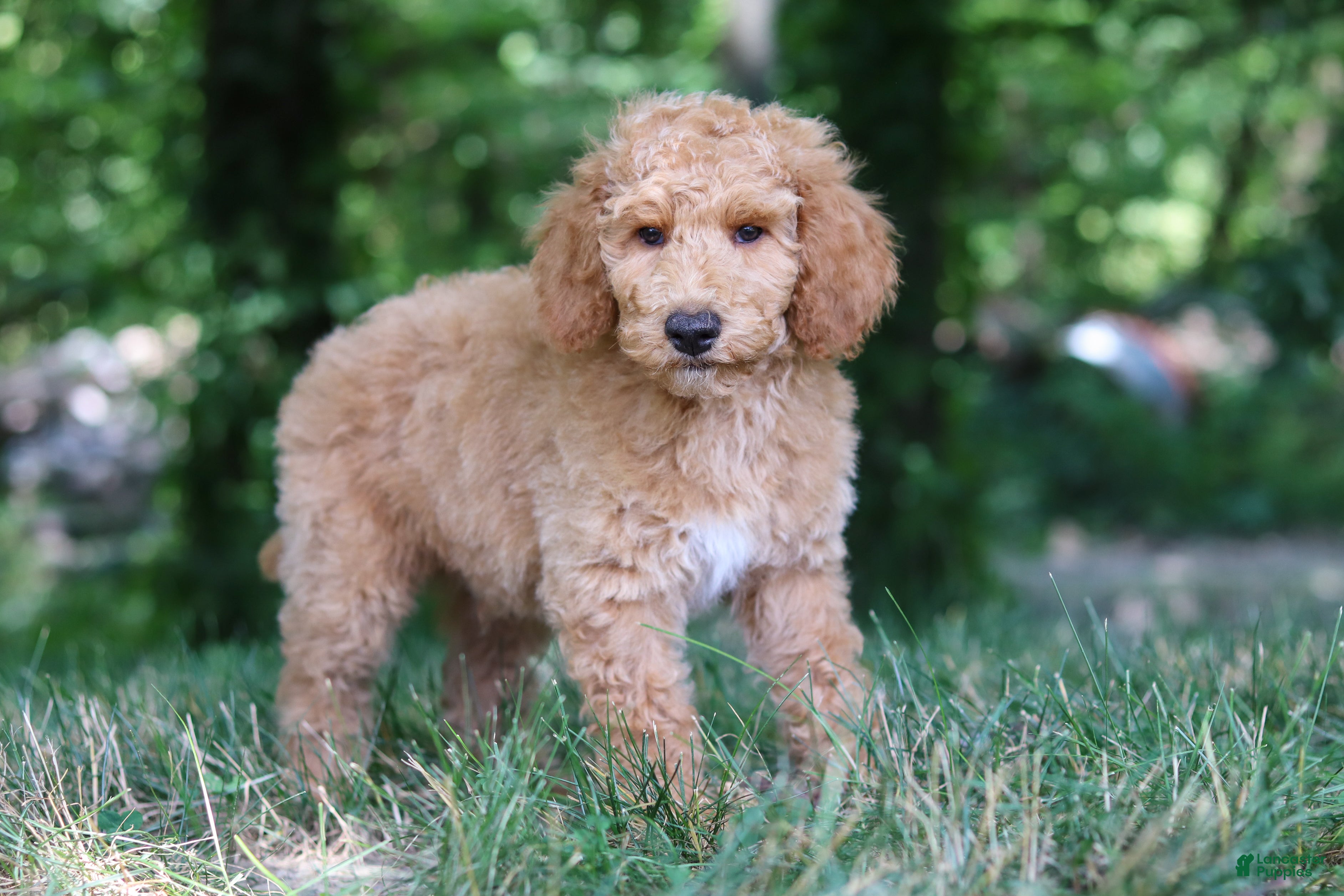 Standard Poodle dogs Leo - Ad 2