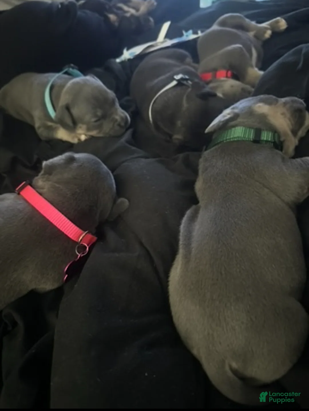 American Bully dogs for sale: American Bully Puppy 1 - Ad 11