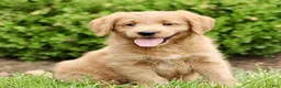 Labradoodle dogs for sale: Summit  - Ad 1