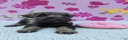 Miniature Schnauzer dogs for sale: Snickers - Ad 5
