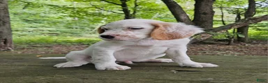 Merle
