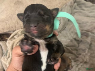 Mixed Breed dogs - Ad 41