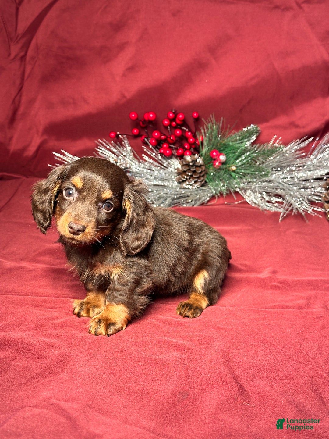 Miniature Dachshund dogs for sale: Luna - Ad 4