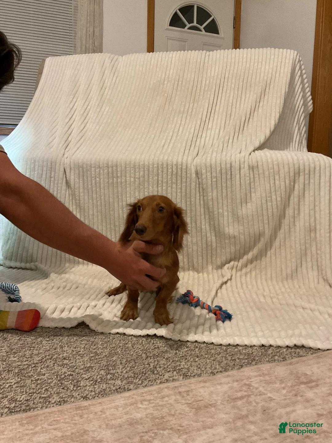 Miniature Dachshund dogs for sale: Bear  - Ad 7