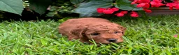 Mini Goldendoodle dogs for sale: Charlie - Ad 3