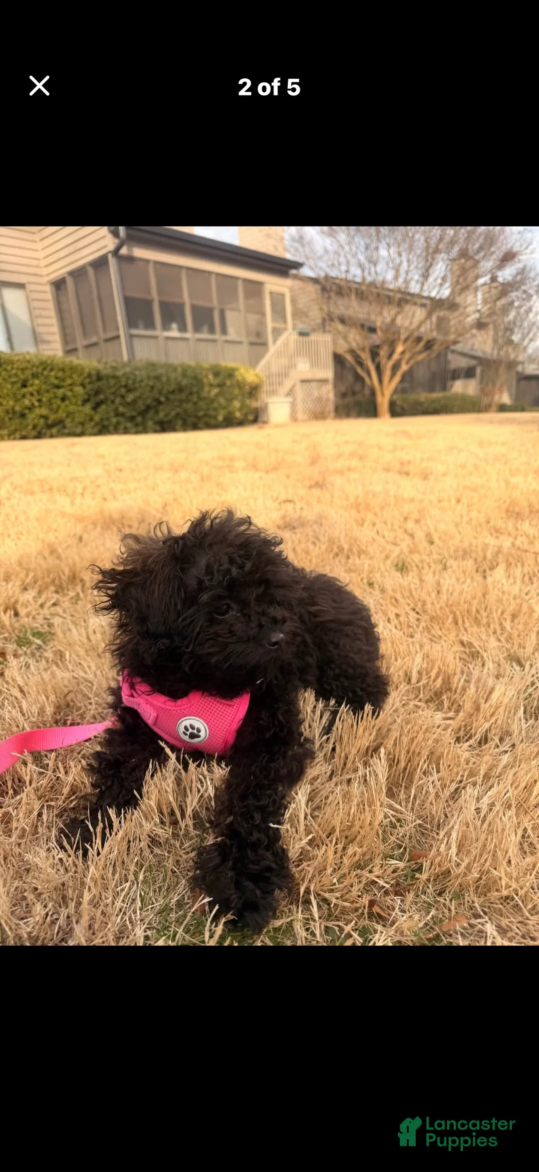 Cavapoo dogs for sale: Chanel - Ad 4