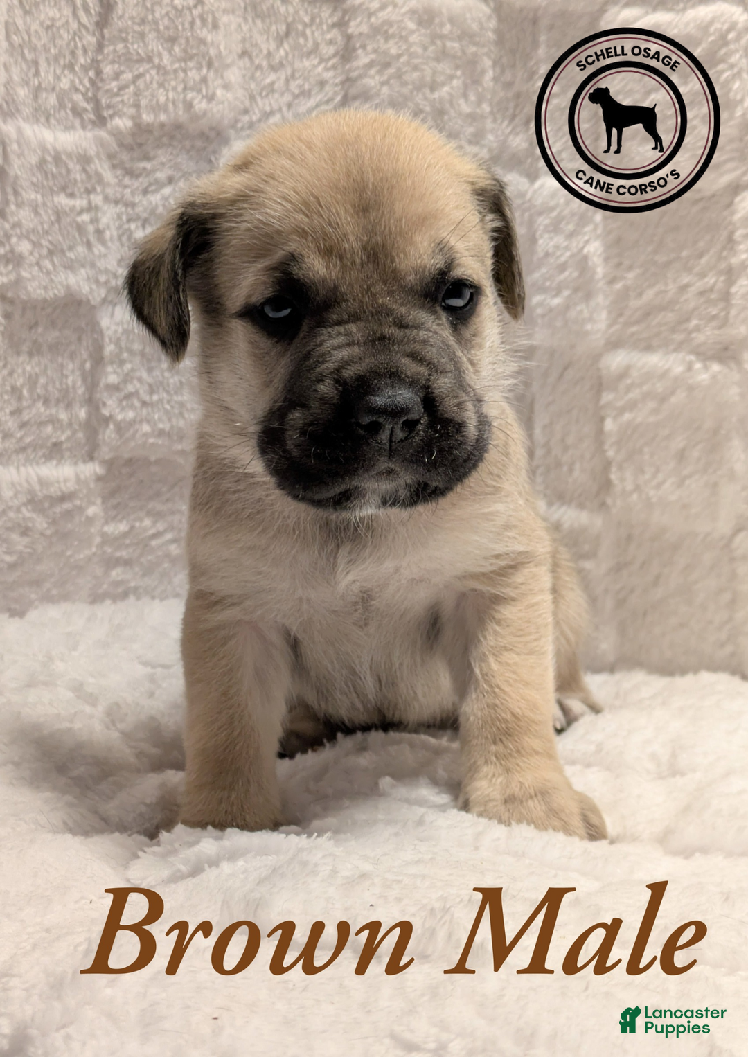 Cane Corso dogs for sale: Brown - Ad 2