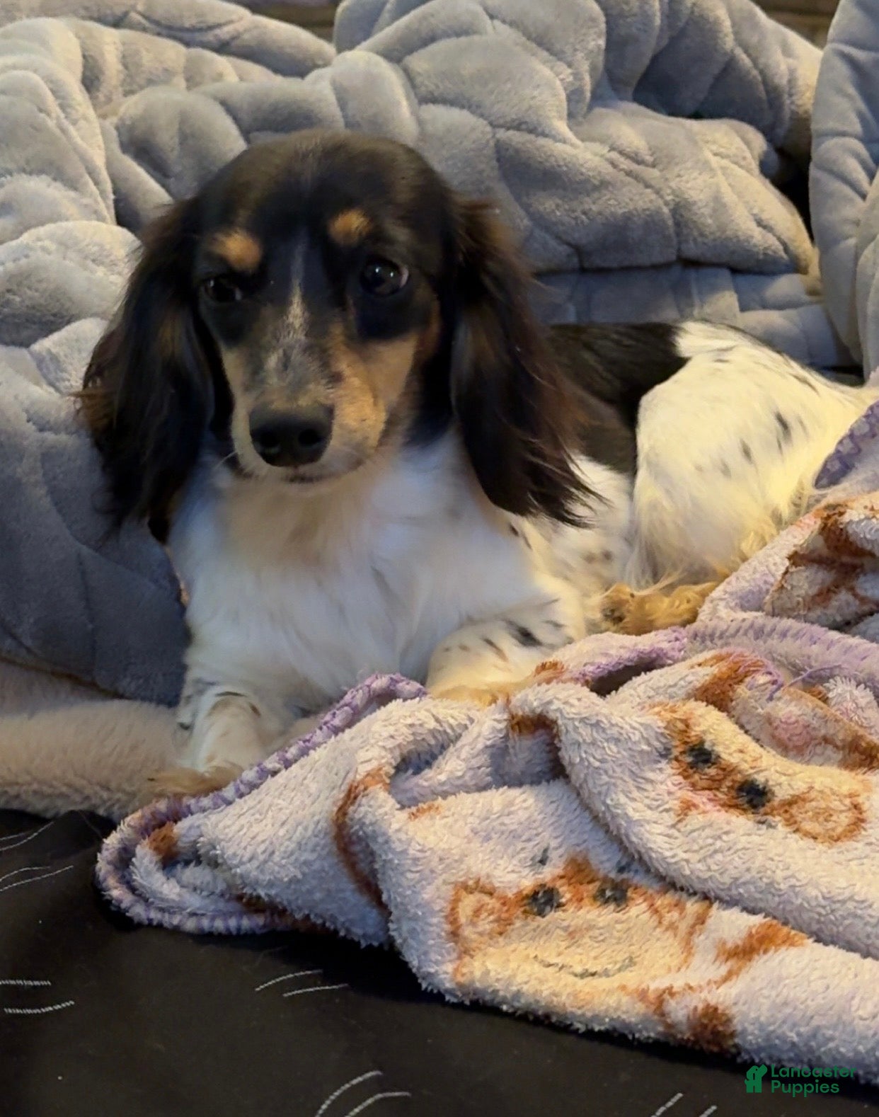 Miniature Dachshund dogs Minnie - Ad 2