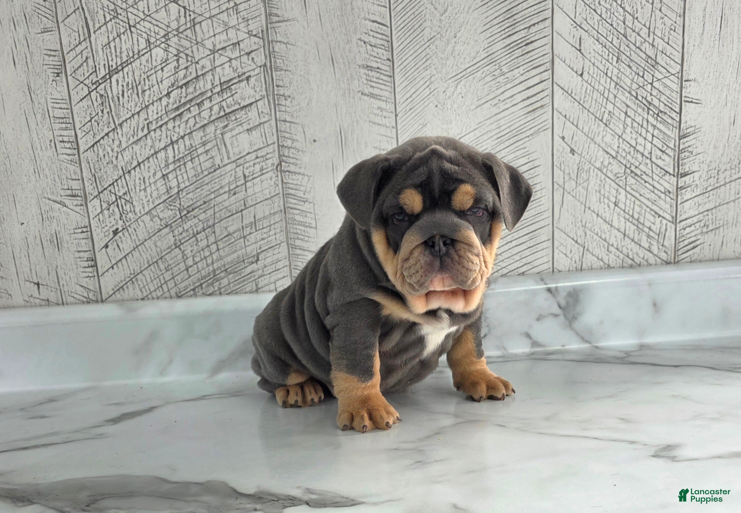 Olde English Bulldogge dogs Bella  - Ad 24