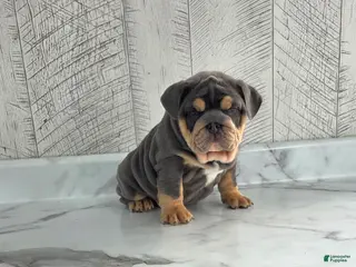 Olde English Bulldogge dogs Bella - Ad 22