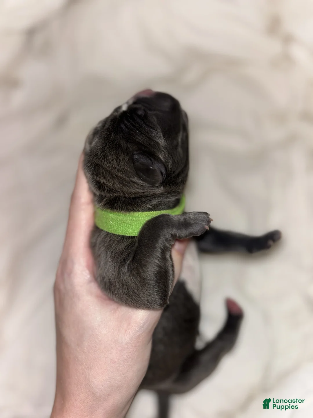 Cane Corso dogs for sale: Cane Corso Litter - Blue Dilutes - Ad 4