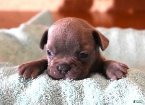 French Bulldog dogs VIJAY LILAC - Ad 25