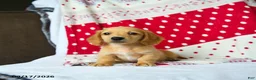 Miniature Dachshund dogs for sale: Graham - Ad 3
