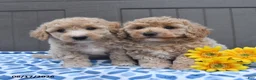 Bichpoo dogs for sale: Justice - Ad 5