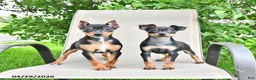 Miniature Pinscher dogs for sale: Titan - Ad 5