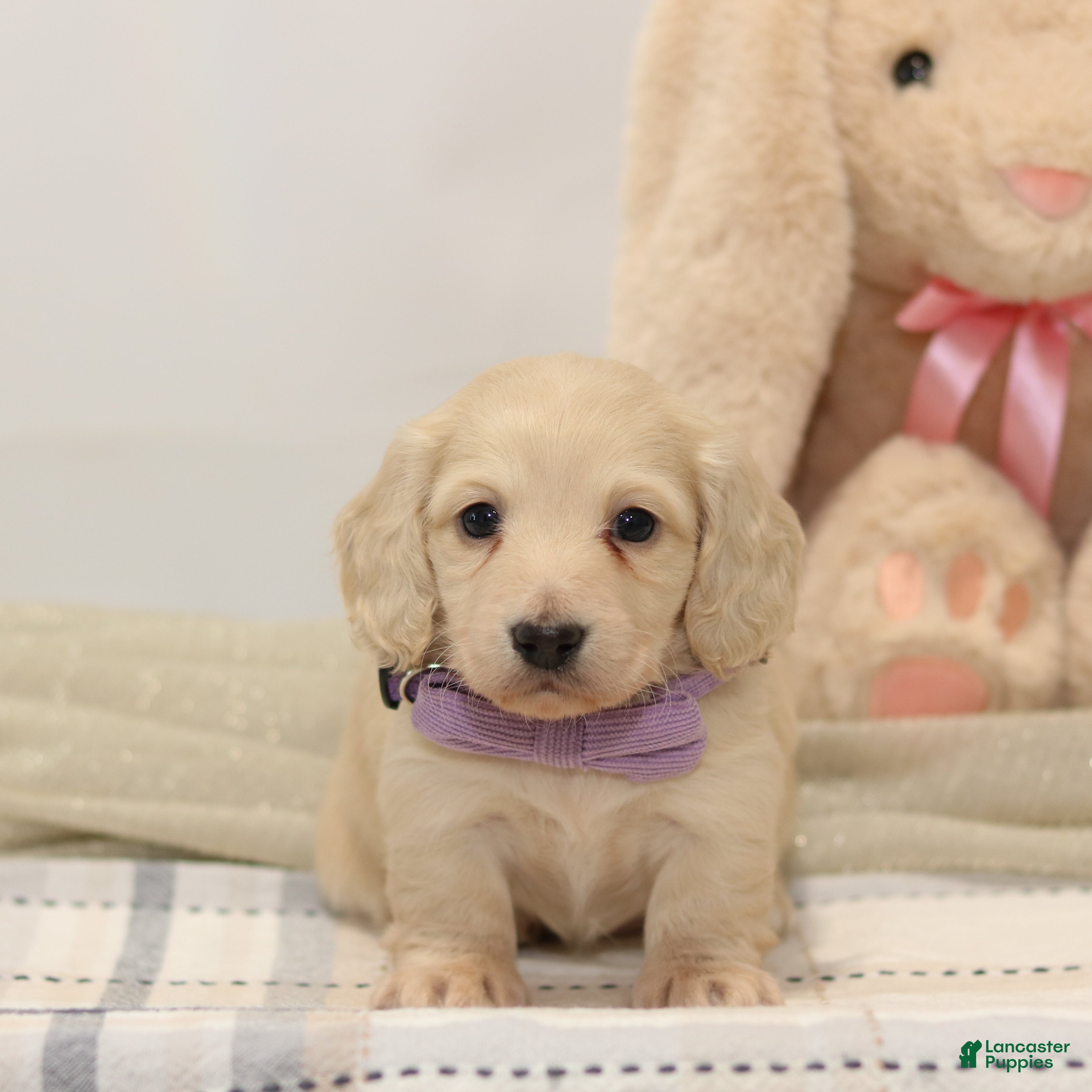 Miniature Dachshund dogs Dixie  - Ad 2