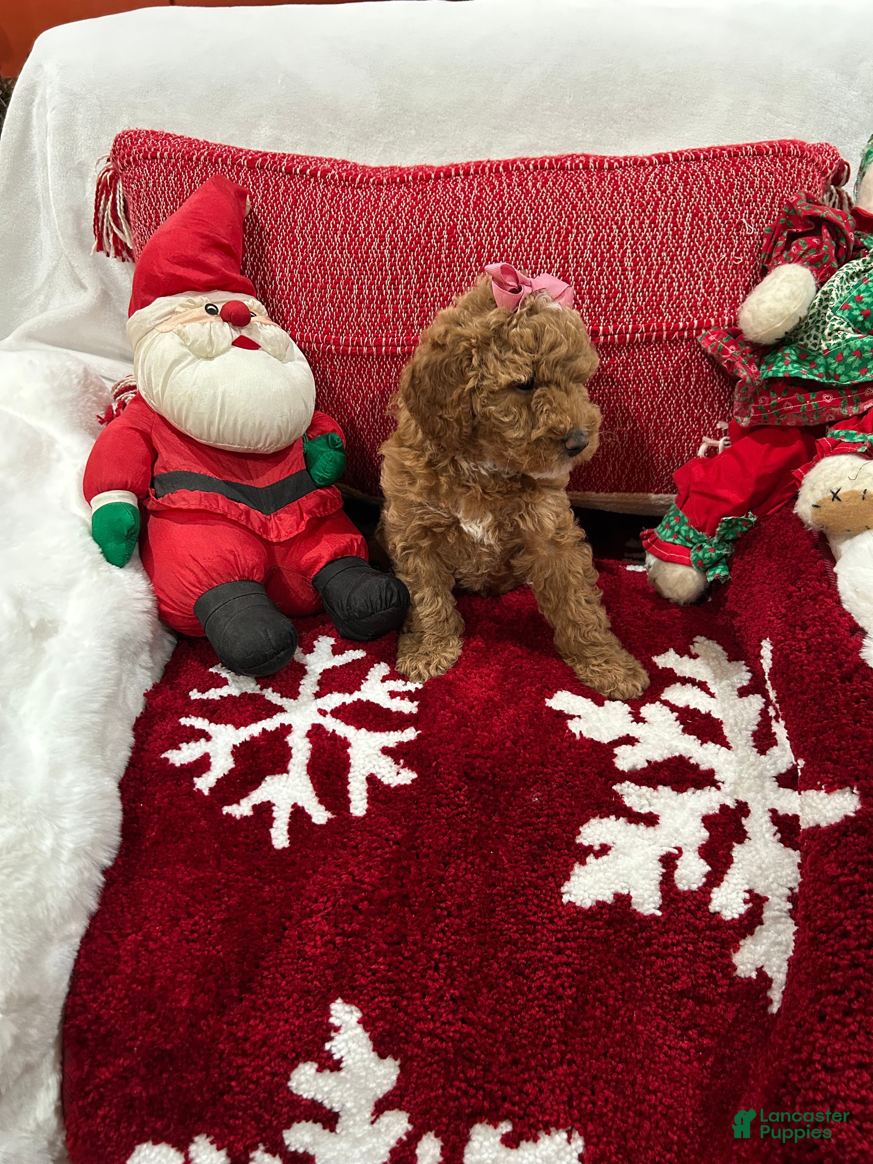 Mini Goldendoodle dogs Petite Tuxedo Mini Goldendoodle Star - Ad 1