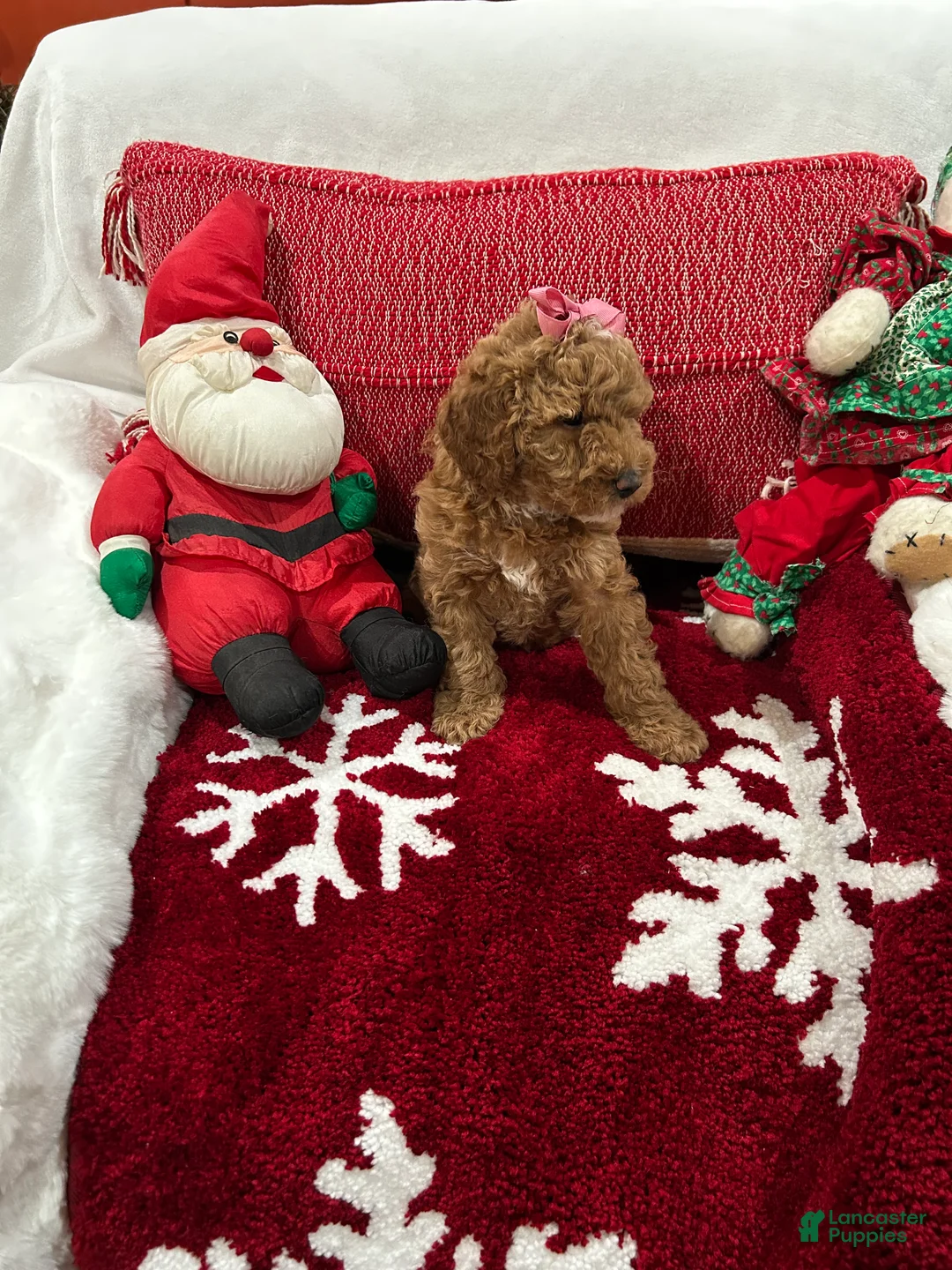 Mini Goldendoodle dogs for sale: Petite Tuxedo Mini Goldendoodle Star - Ad 1