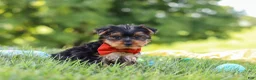 Yorkshire Terrier dogs for sale: Jasper - Ad 6