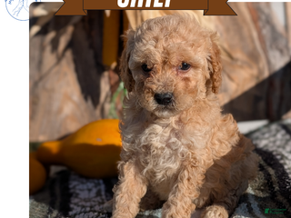 Cavapoo dogs Chief - Ad 29