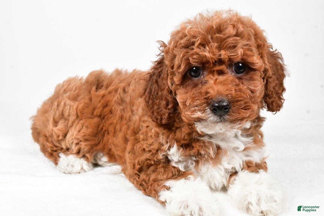 Bichpoo dogs for sale: Boots - Ad 4