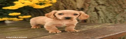 Miniature Dachshund dogs for sale: Daisy - Ad 3