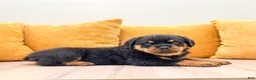 Rottweiler dogs for sale: Auggie - Ad 3