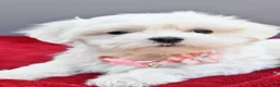 Maltese dogs for sale: Darcey - Ad 4